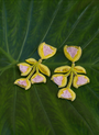Floral-shaped earrings against greeny leafy background